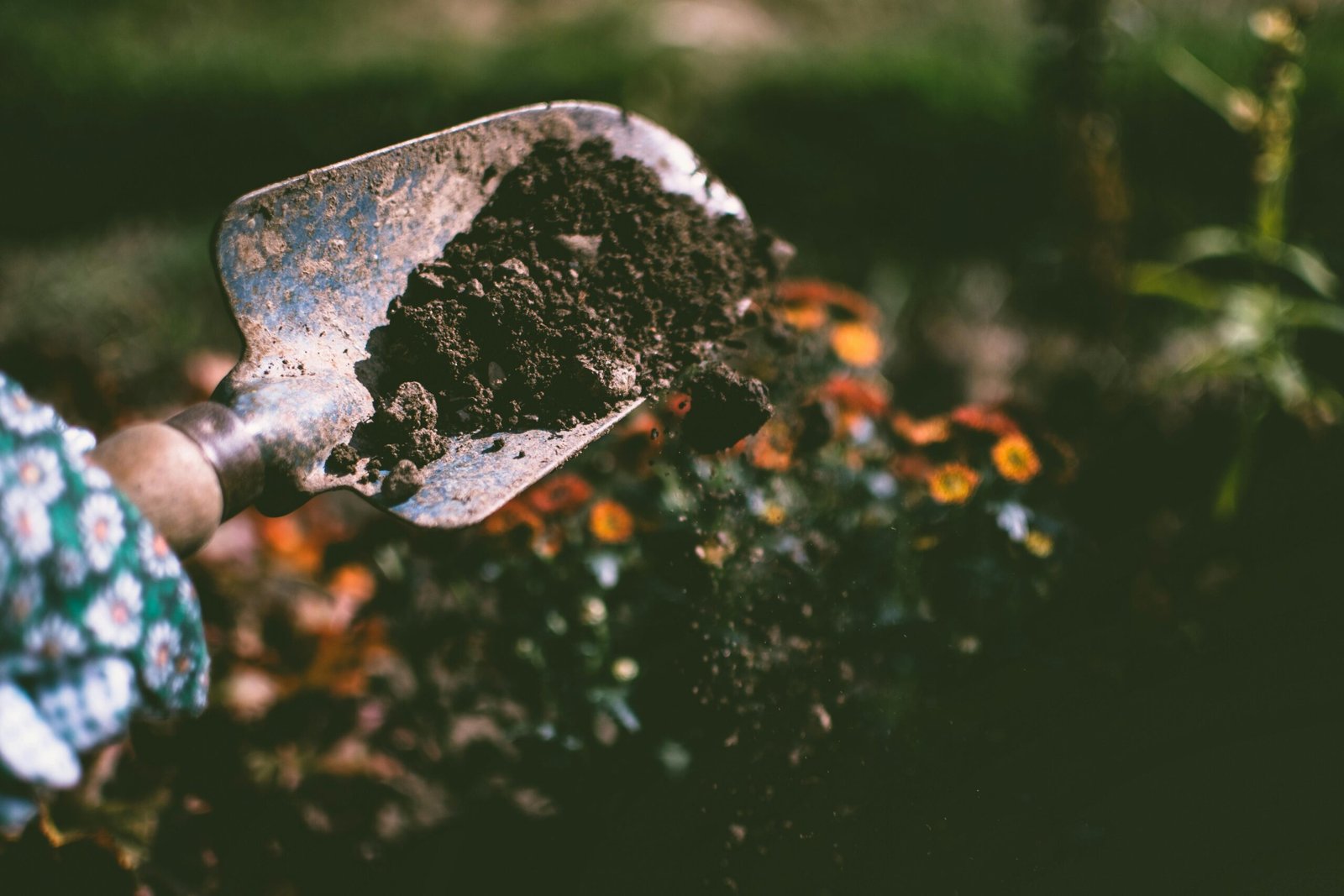 Soil from a garden on a shovel